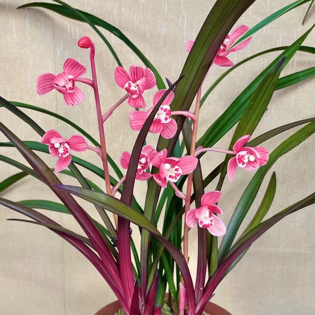 兰花 建兰铭品【红草红荷带花苞】带玉兰花陶瓷花盆  室内外浓香型