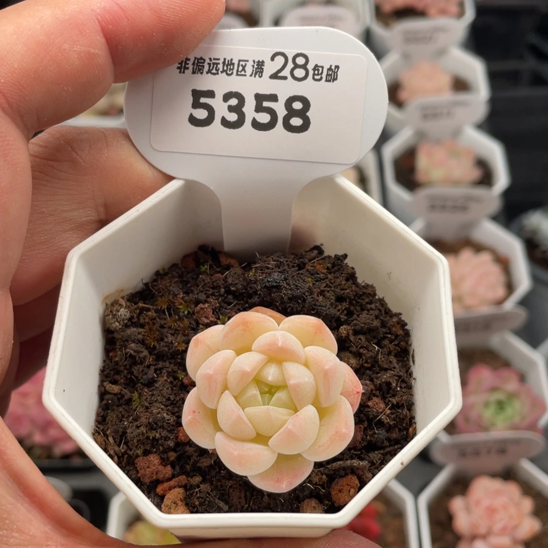 美梦8358-3.5厘米