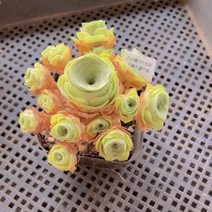 232 裸根不带土发货不包损