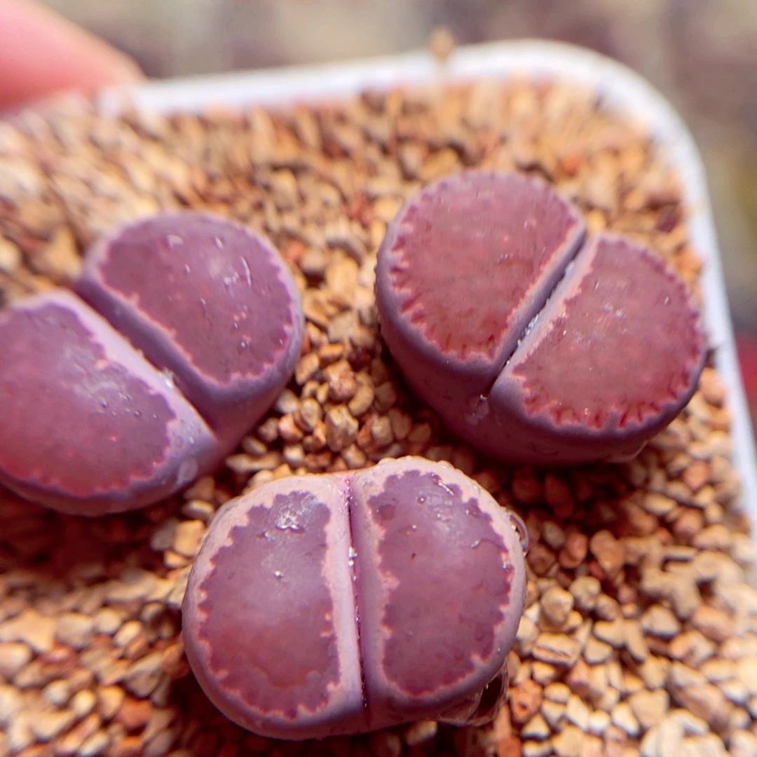 18号带盆包邮发货