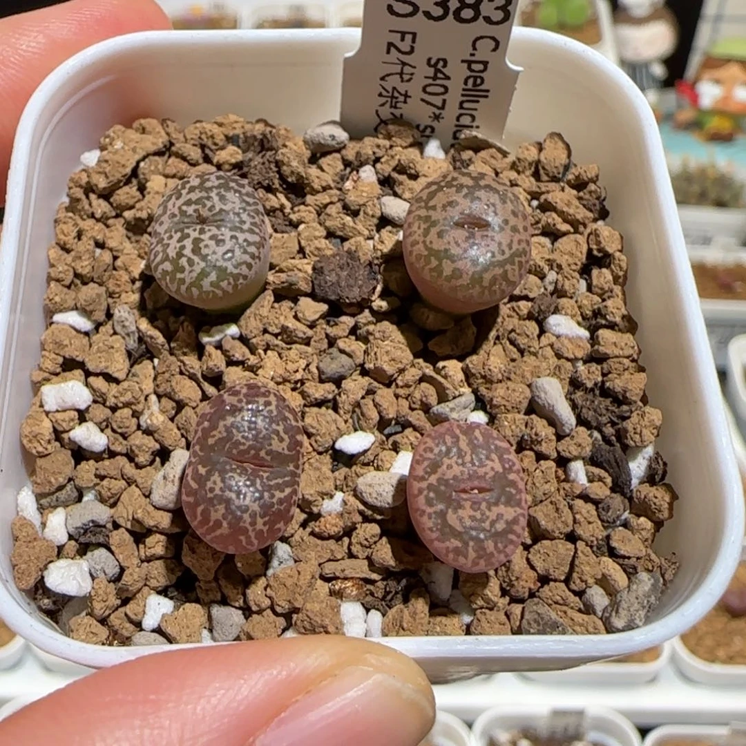 肉锥多肉植物组合-勋章一盆1758