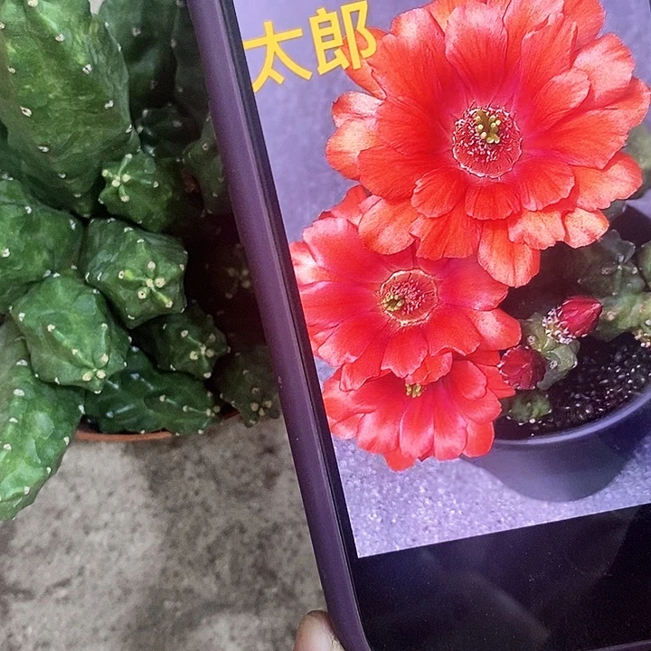 桃太郎仙人球。246890