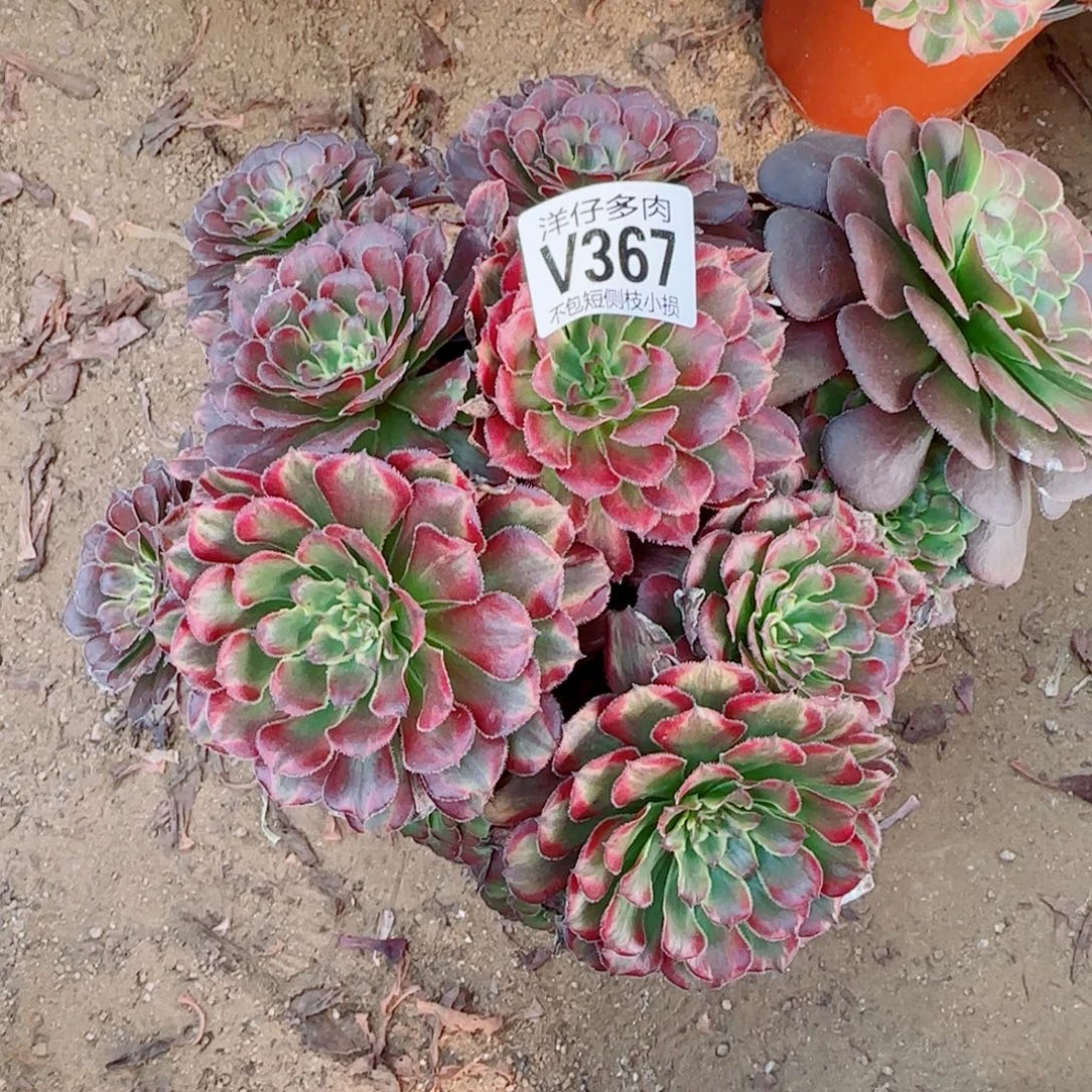 红金刚发师367冠幅25