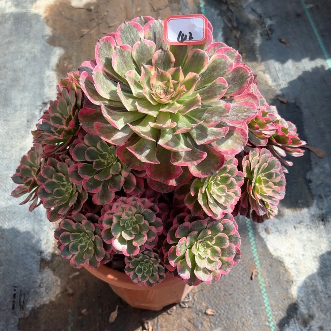 全部花朵懒***贵412霁月多肉植物