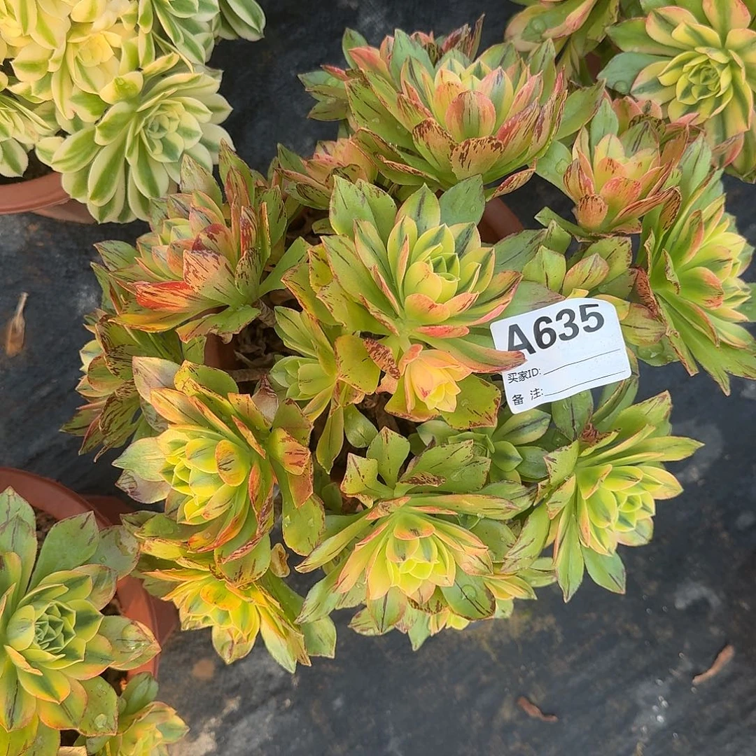 荷花多肉植物a635