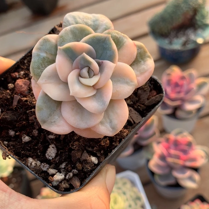 无花朵可爱玫瑰锦多肉