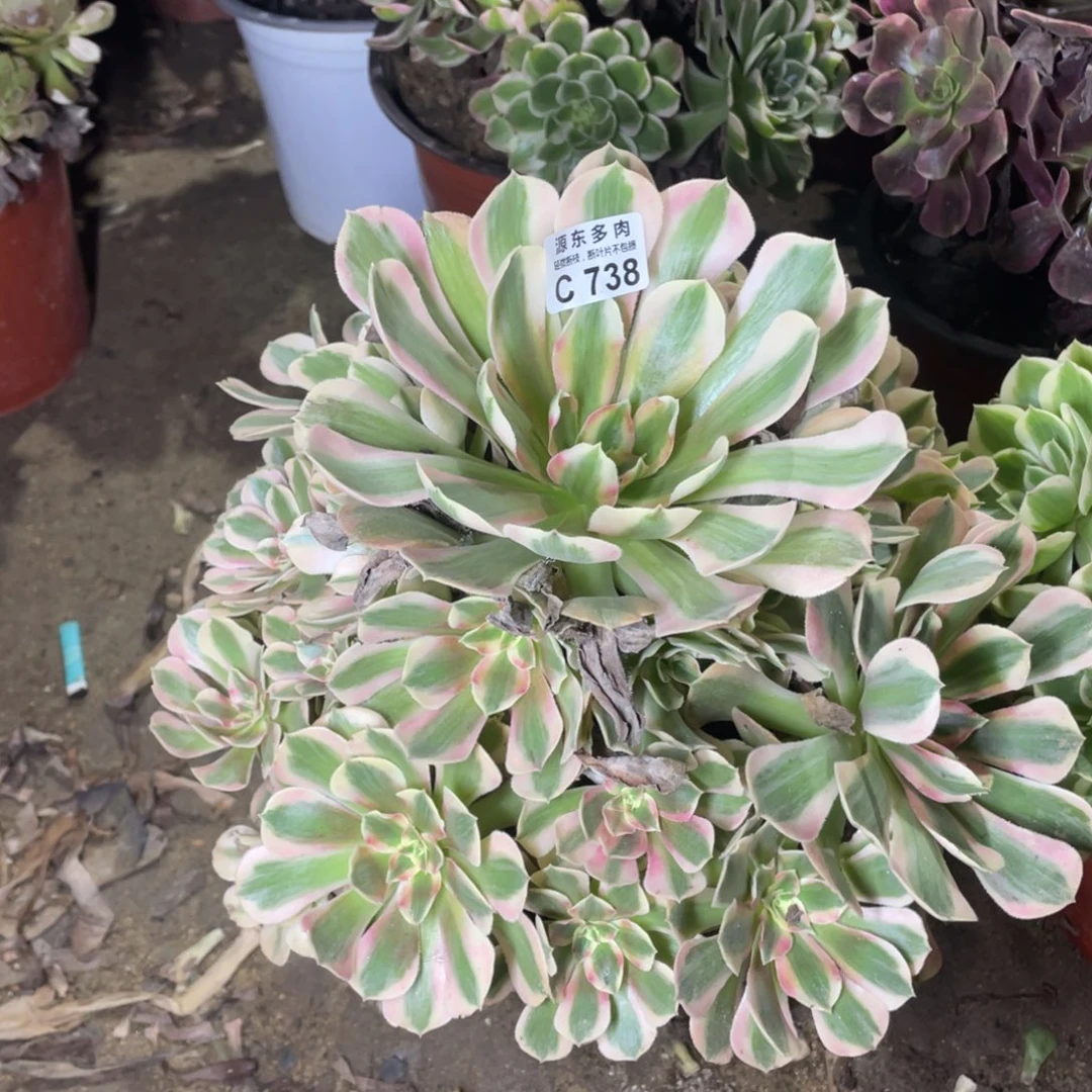 738粉女多肉法师断枝不包