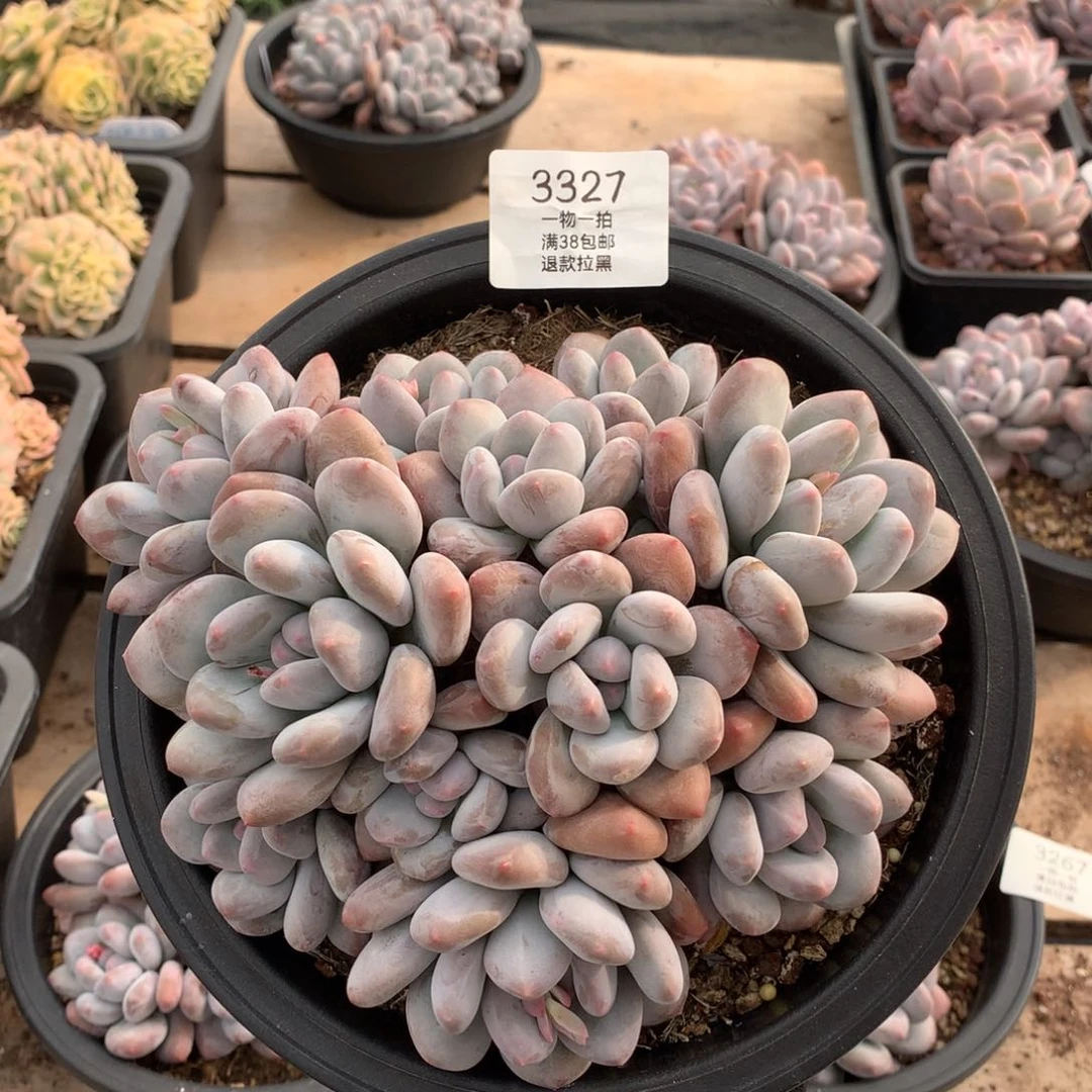 18厘米11头香水多肉3327