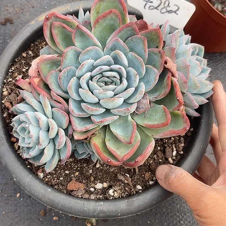 两单包邮，一物一拍282莎莎女王