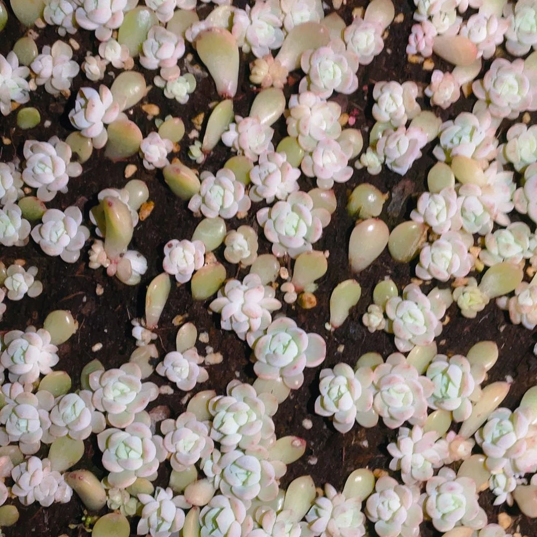 梦境 切糕苗一个满25包邮