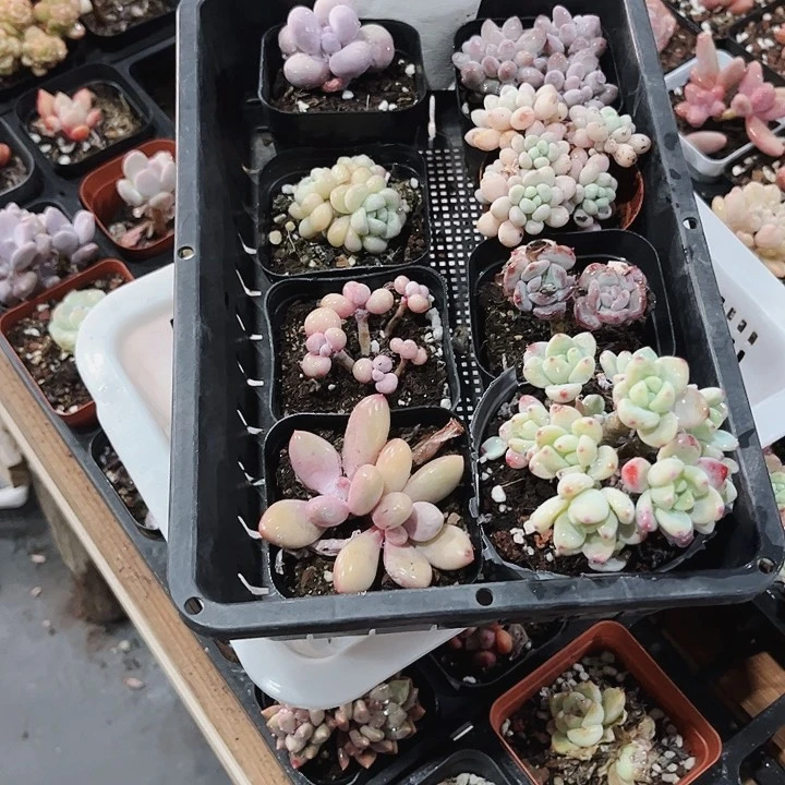 人****78110密密麻麻密密麻麻