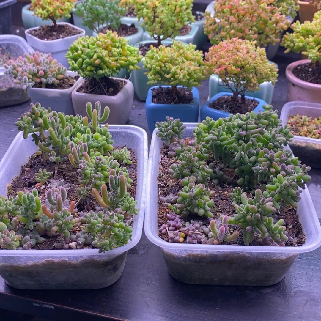 ?****132两盒切糕。