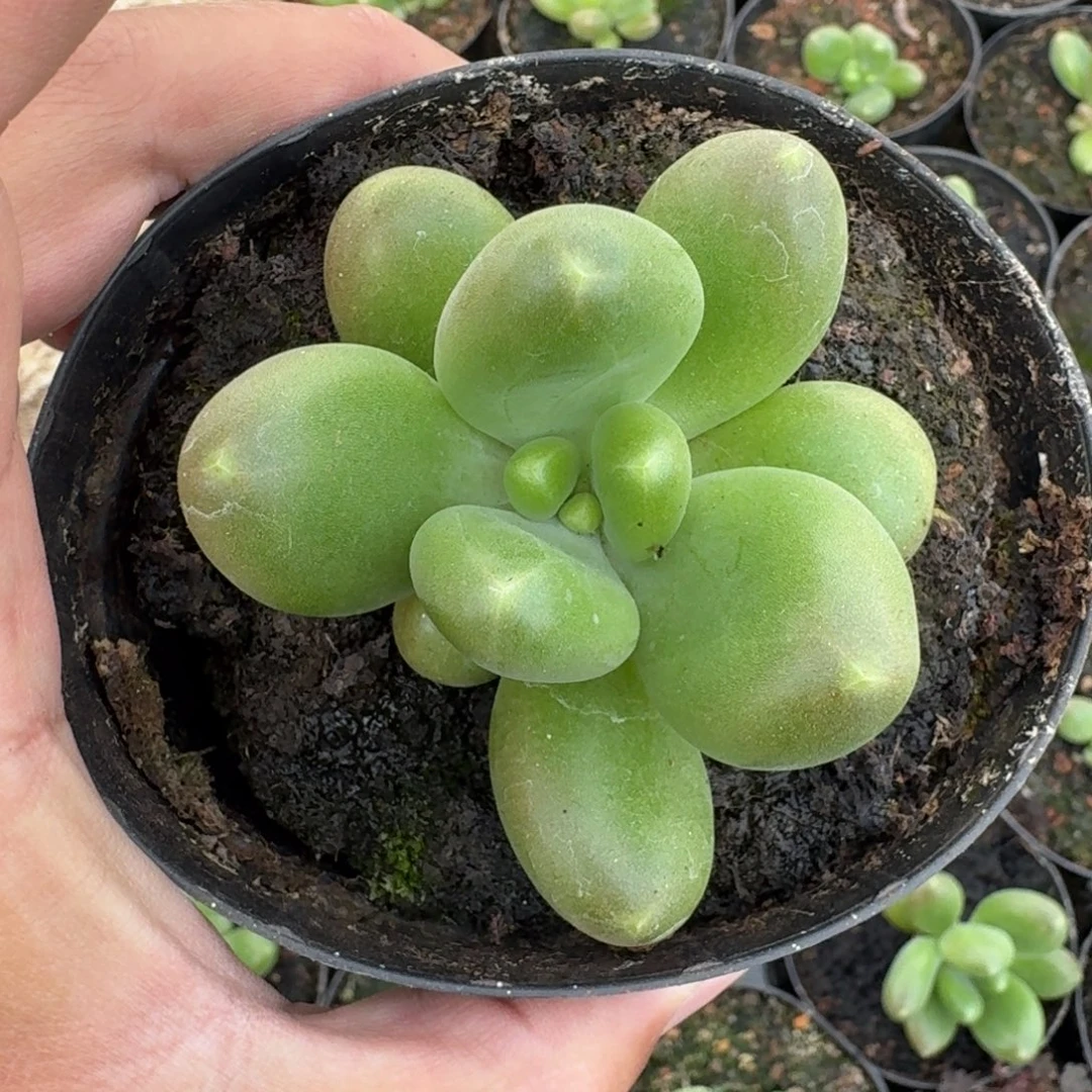 摩尔根 单头 一物一拍