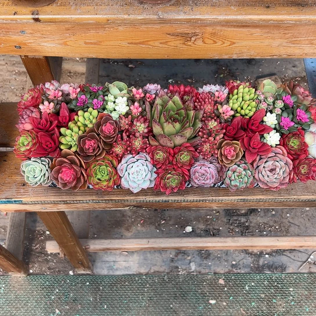 经典大长条花园组合