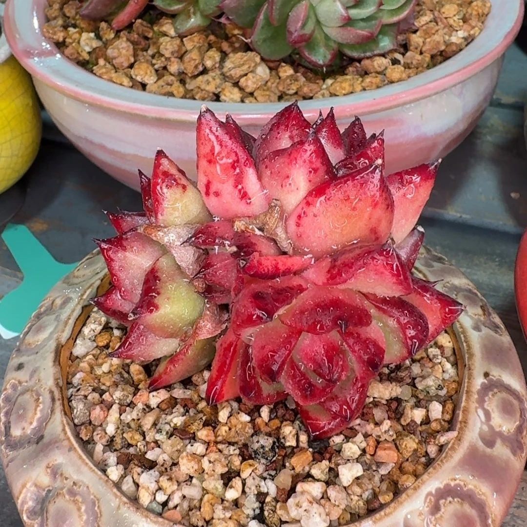 从前慢多肉精选编号1205.169