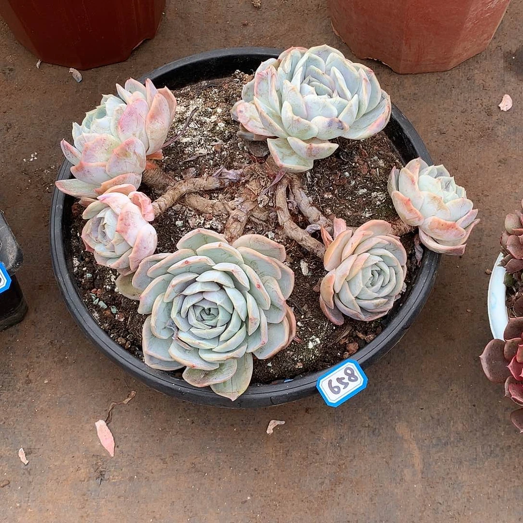 658蓝色惊喜 一物一拍多肉