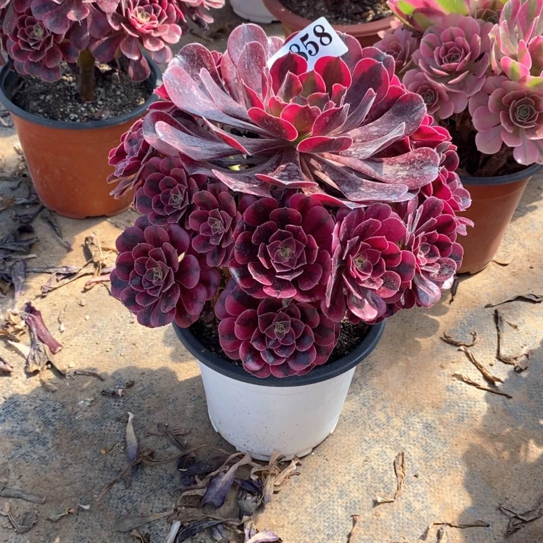 嫩桩美杜莎858多肉法师