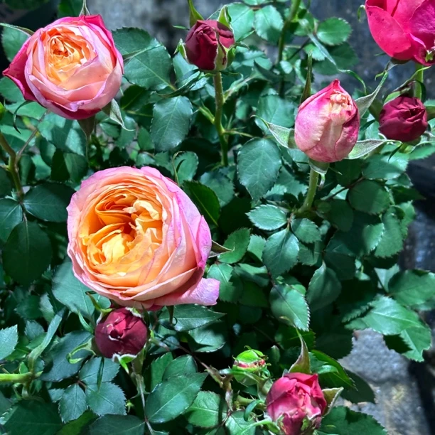 双拼色大花玫瑰｜主图颜色随机发【新疆包邮】