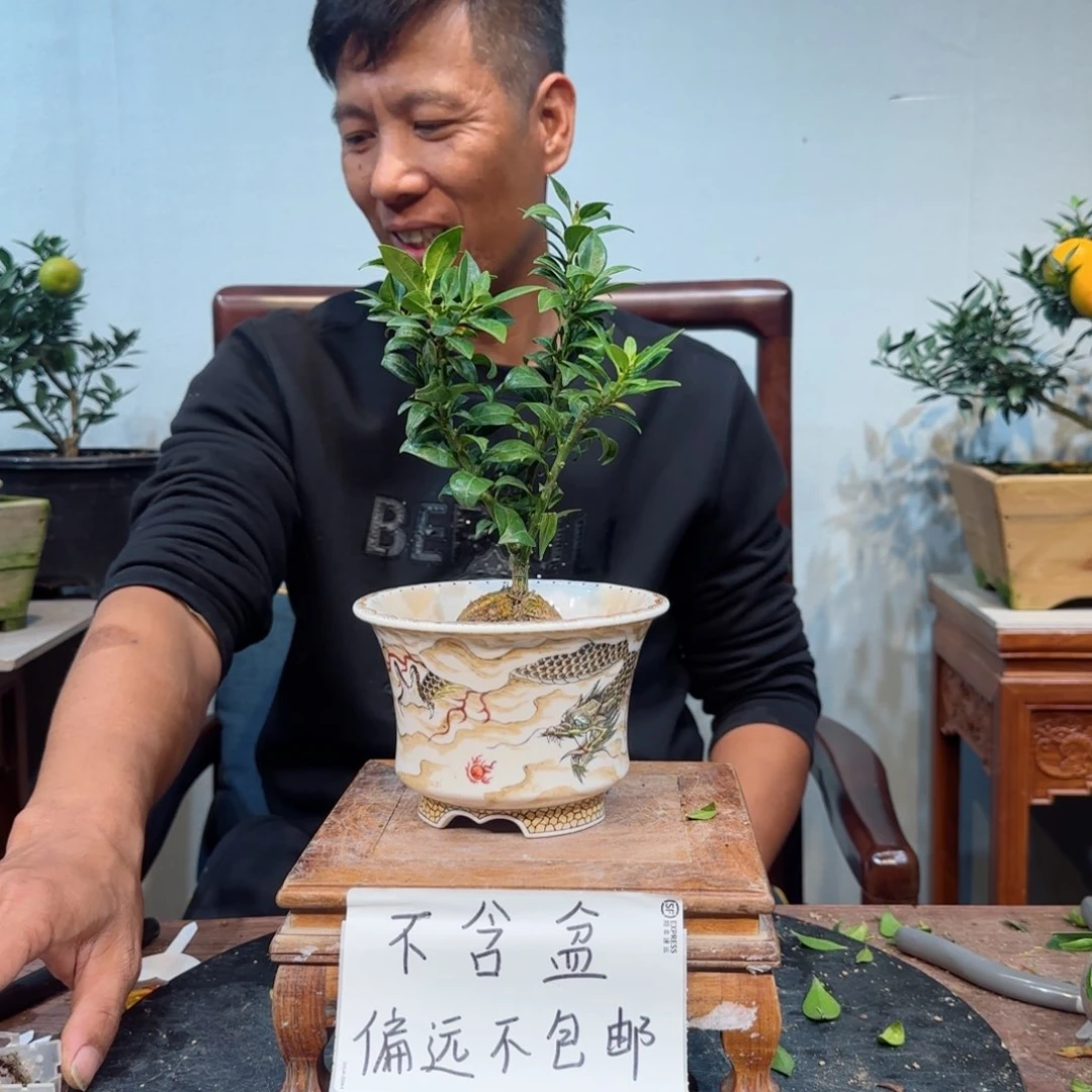 当前无花朵，栽培后可花朵?***豫