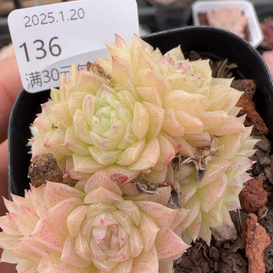 麦秆群一颗脱土发货