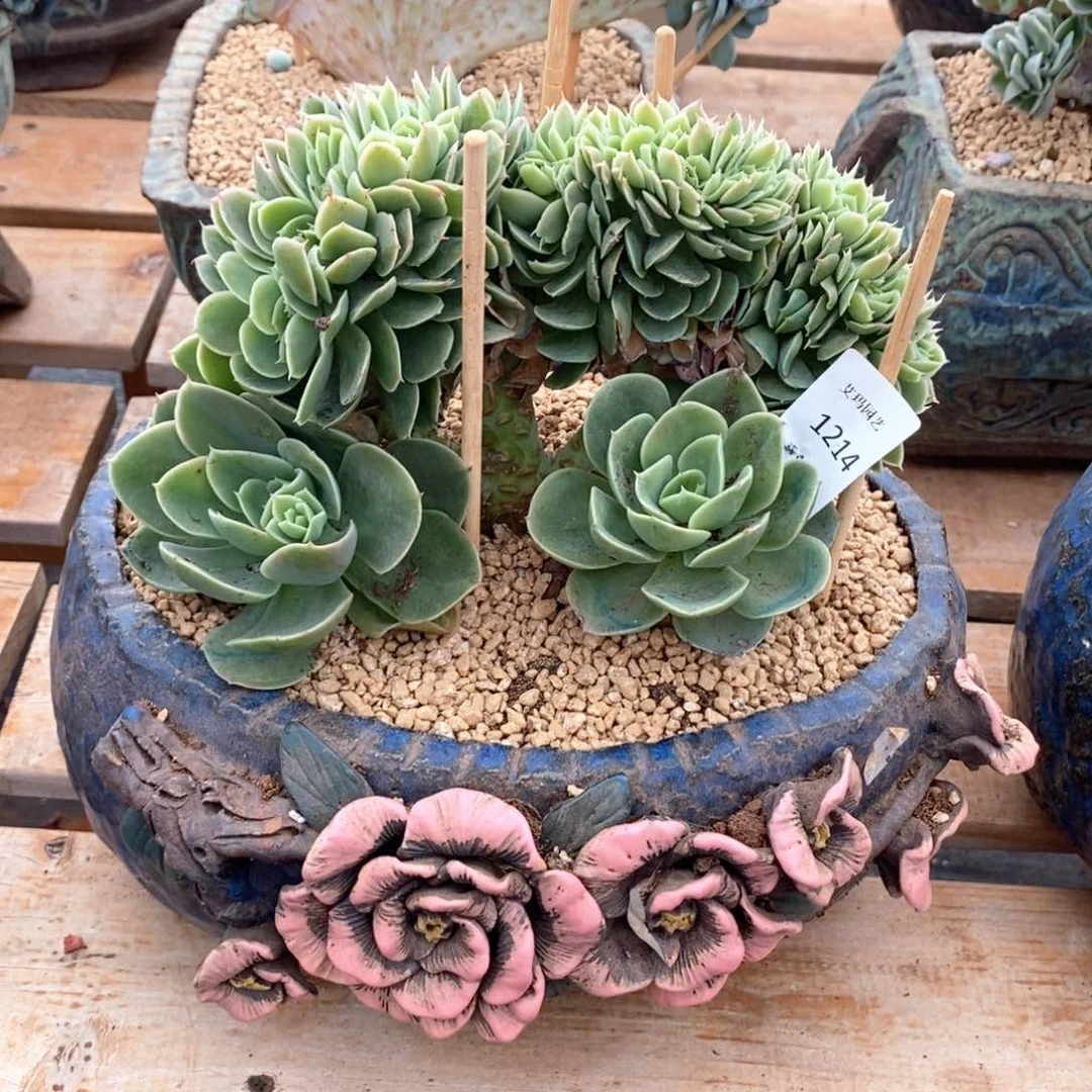 小*儿辛纳塔缀化多肉多肉214