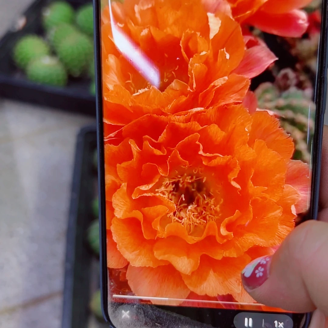 下79彩草奇迹歪无根侧芽4公分左右20包邮