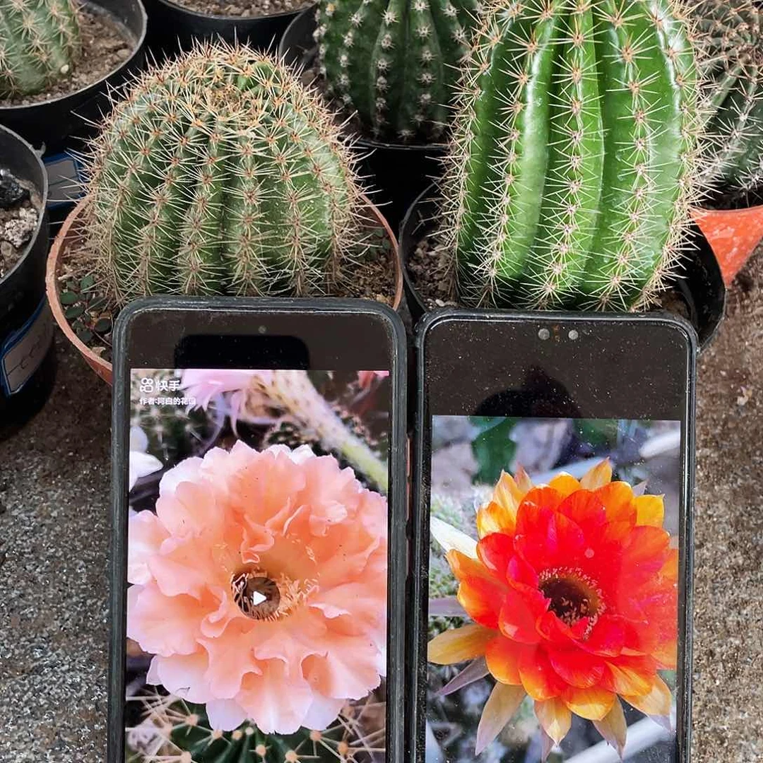 卷卷粉和火鸟自根球6公分以上