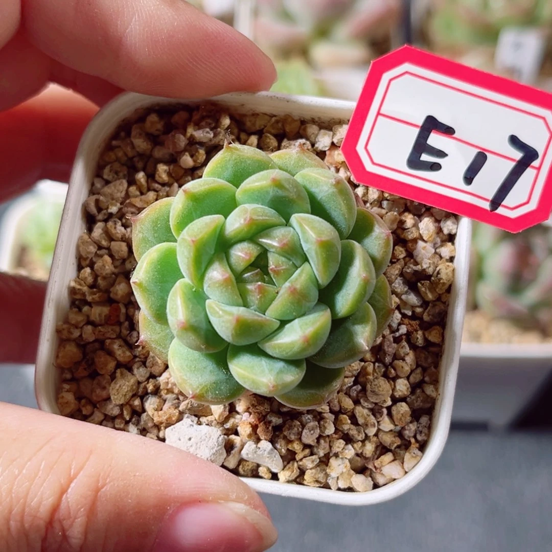 E17 一物一拍 18包邮