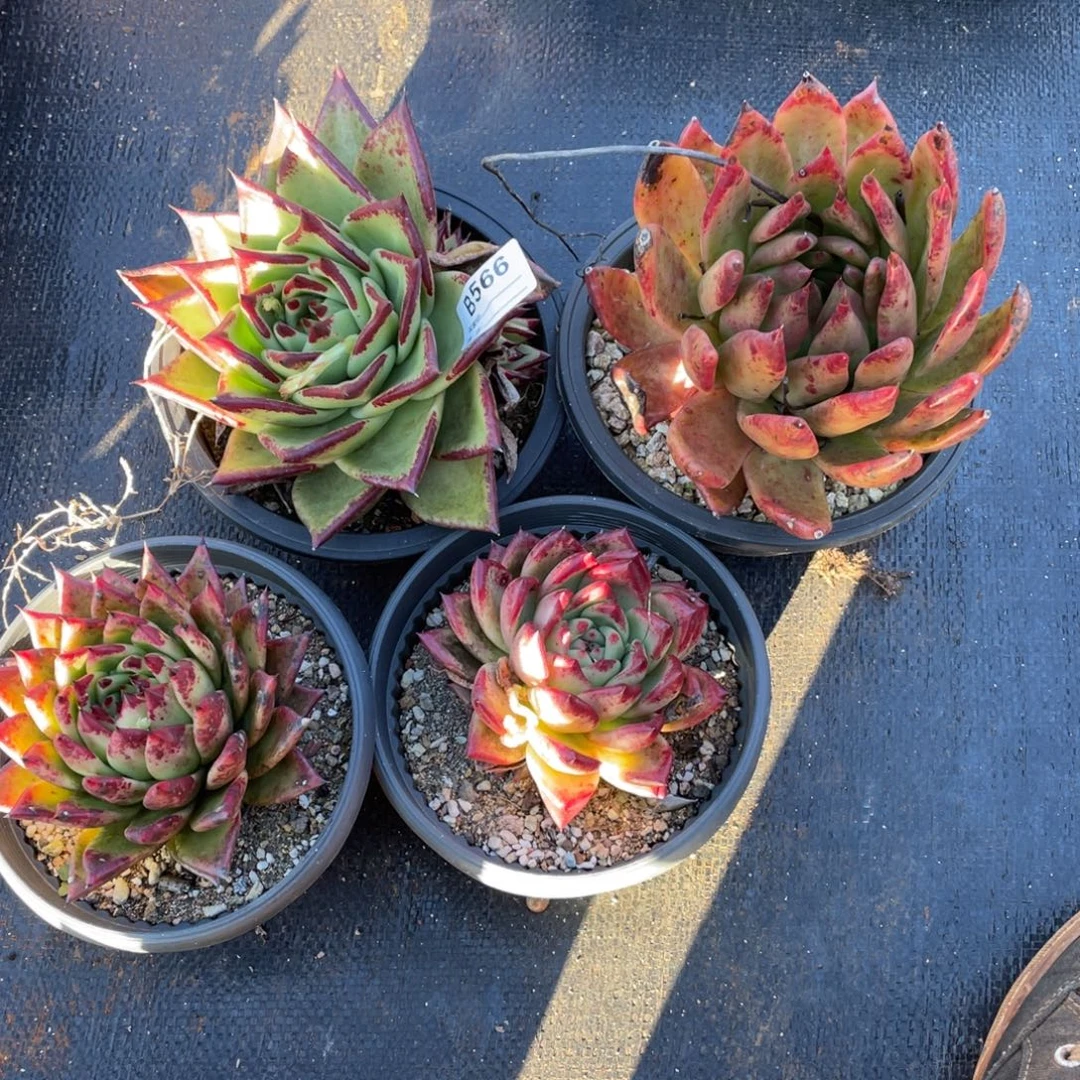 无花朵若如东云单拍B566