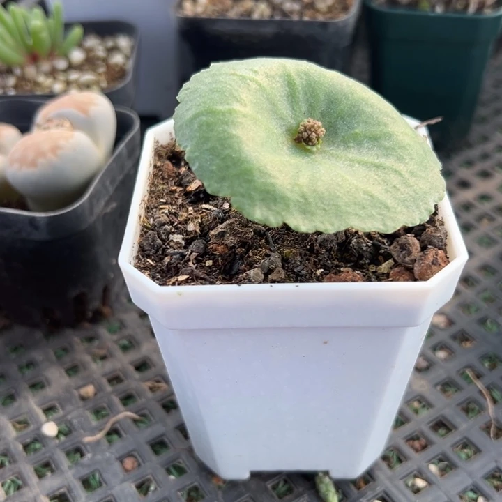 小雨伞，一物一拍，带盆