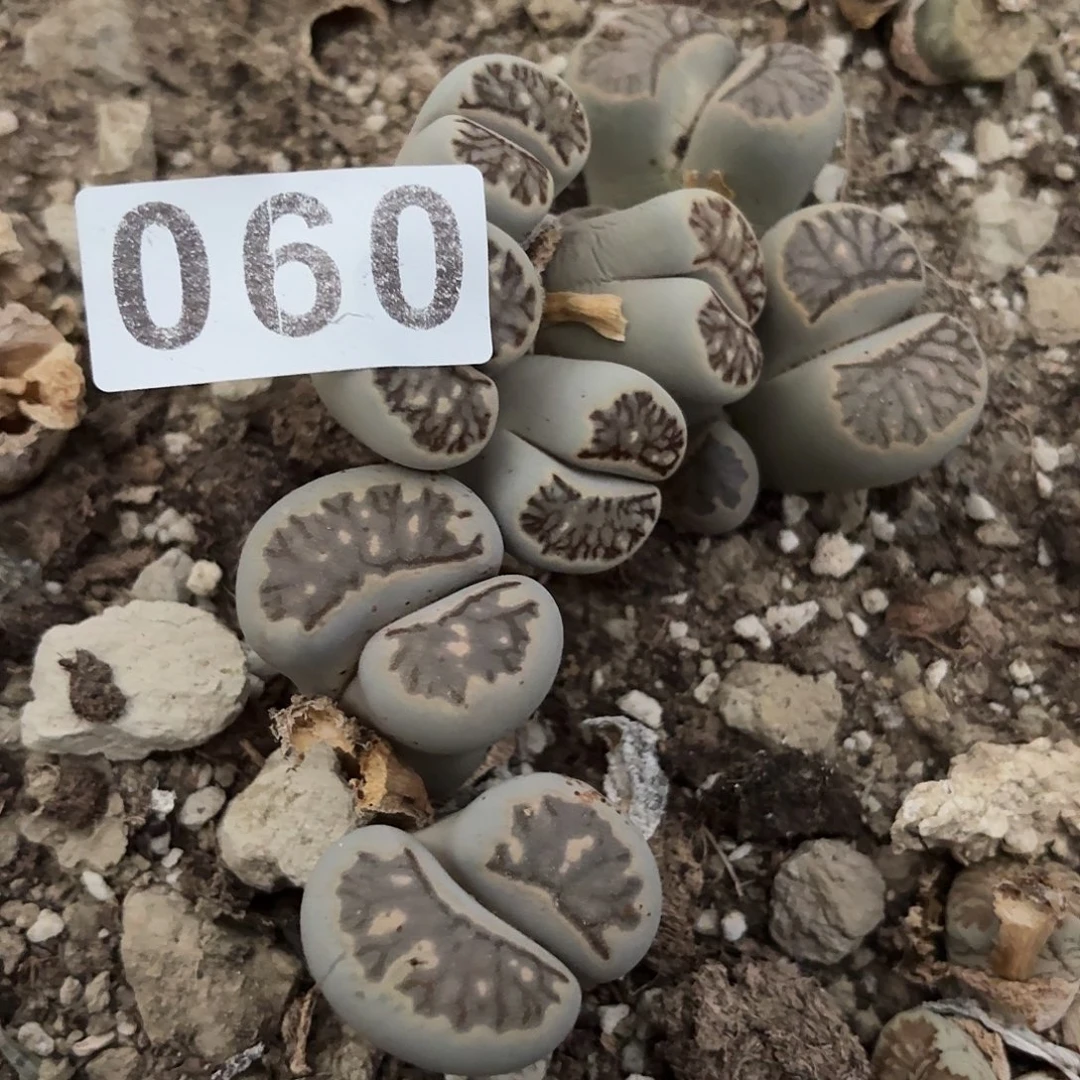 江***文生石花一物一拍060