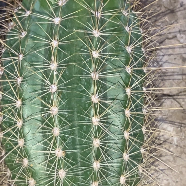 ?****清清黄白菜根瑕疵黑点1