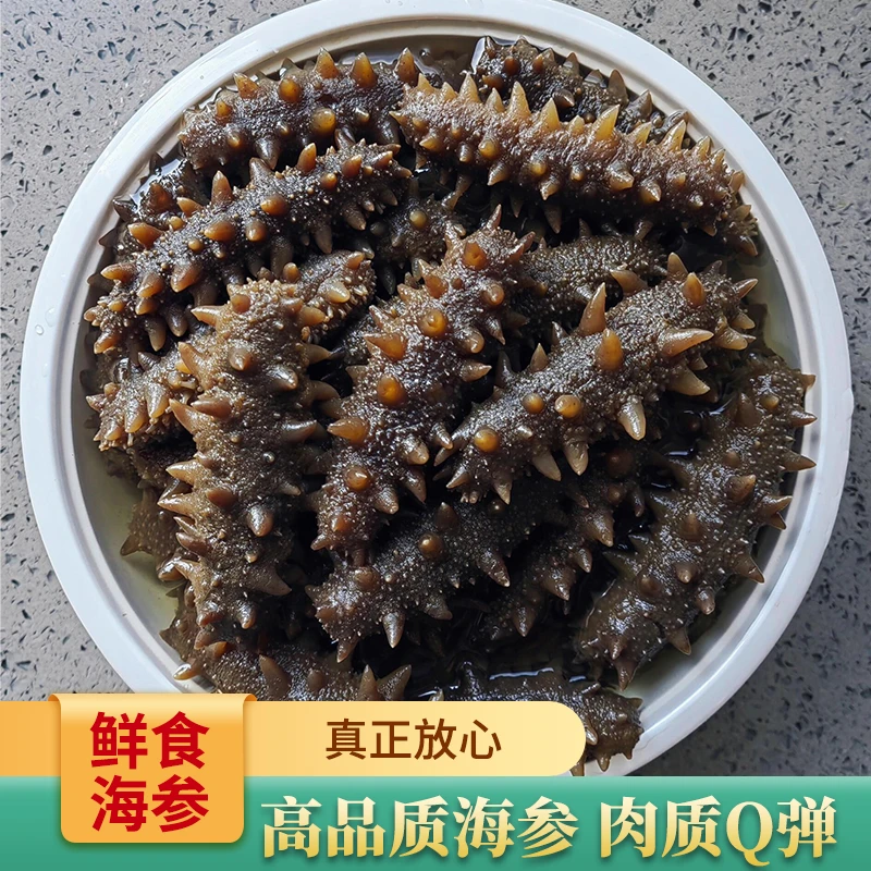 鲜食海参10—12头高品质海参缓化即食老少皆宜顺丰发货
