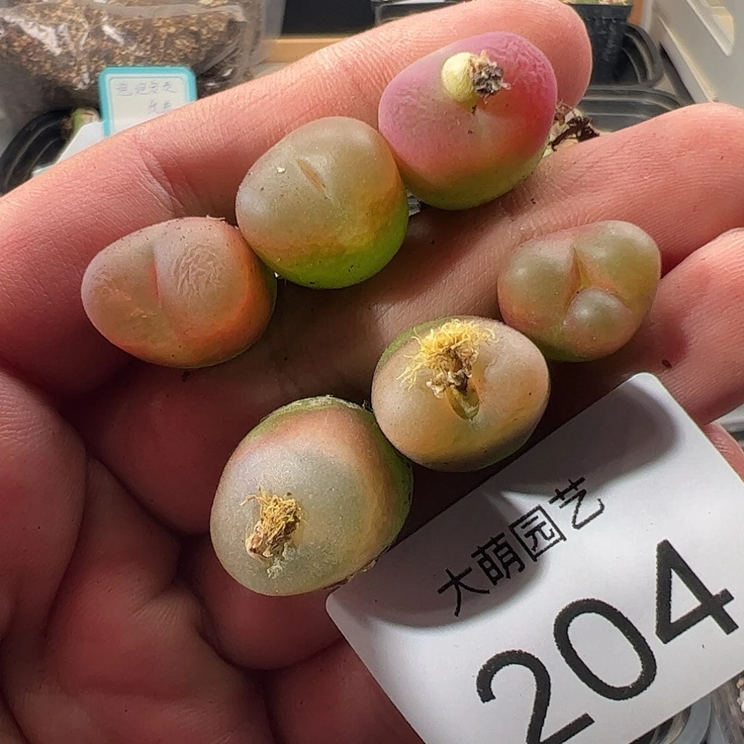 一物一拍。      1430.5水蜜桃。 204
