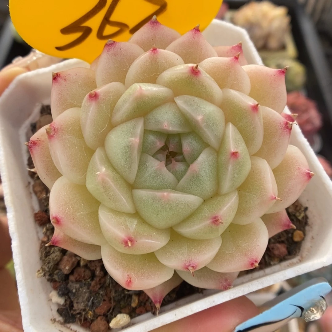 珠光麦秆可拍363号。