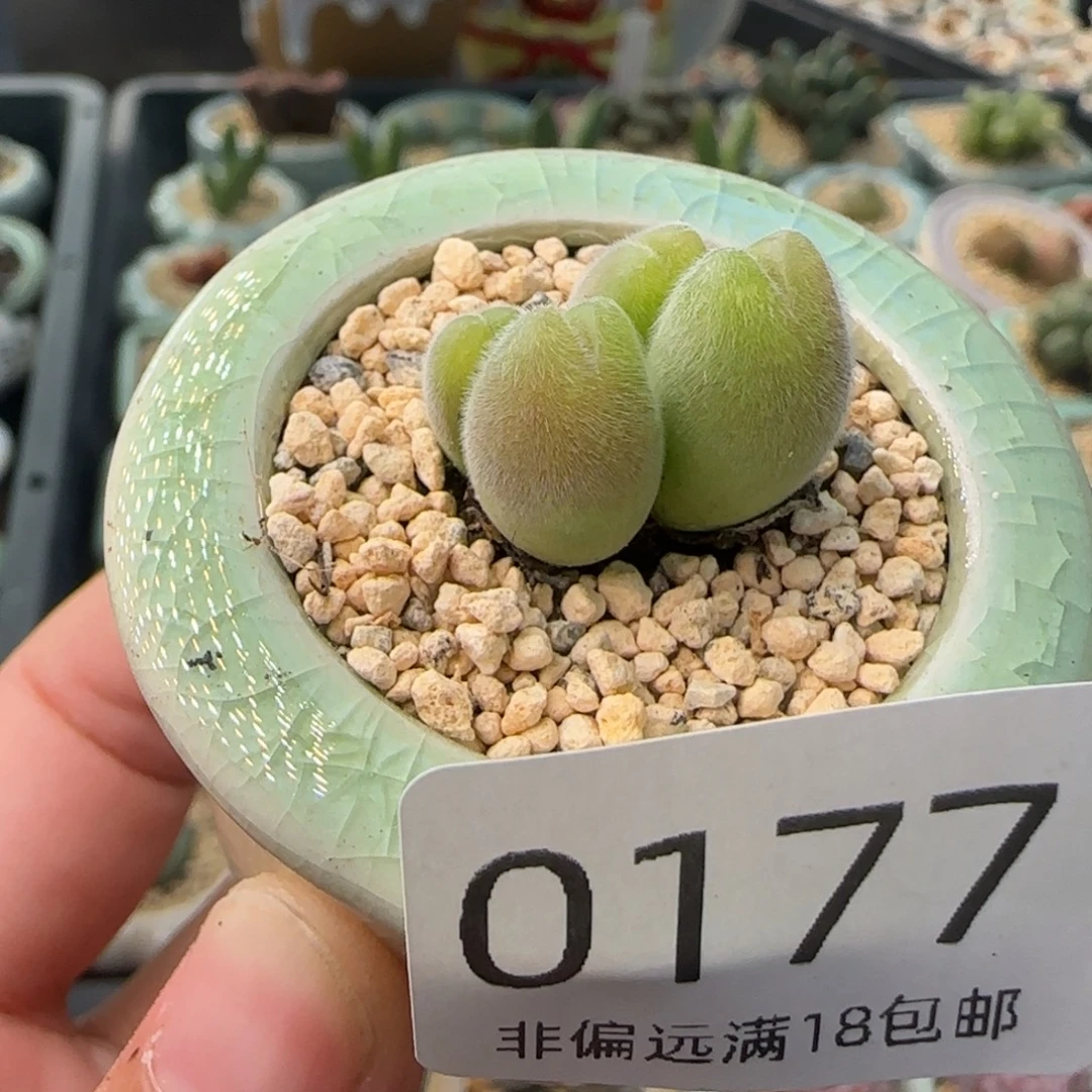 0177 一物一拍 带盆