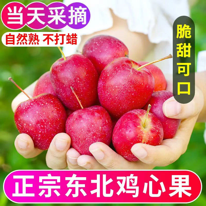 东北鸡心果锦绣海棠酸甜多汁脆甜可口新鲜采摘小苹果tx