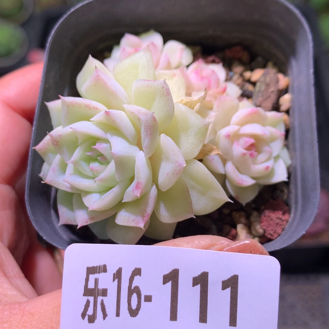 乐然16-111 白天鹅群