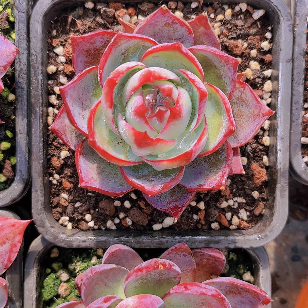 惊鸿8.5公分899999999