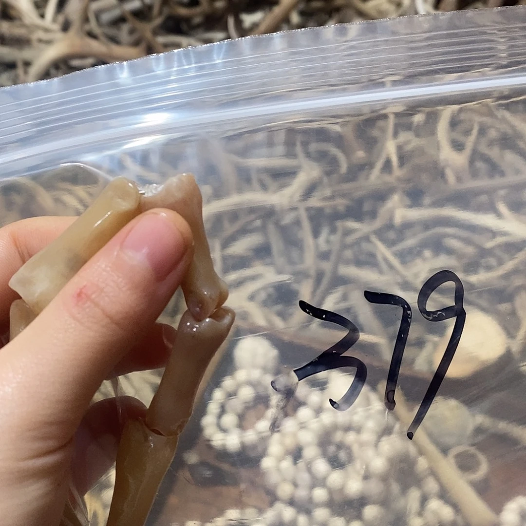 进***庄非金属鹿骨鹿骨鹿骨