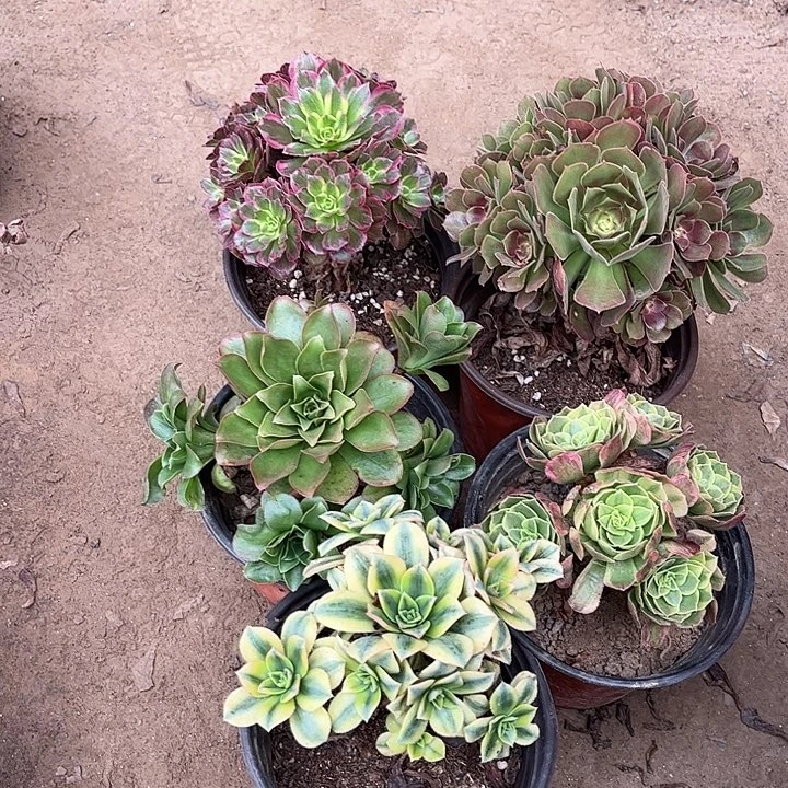 341多肉植物组合，