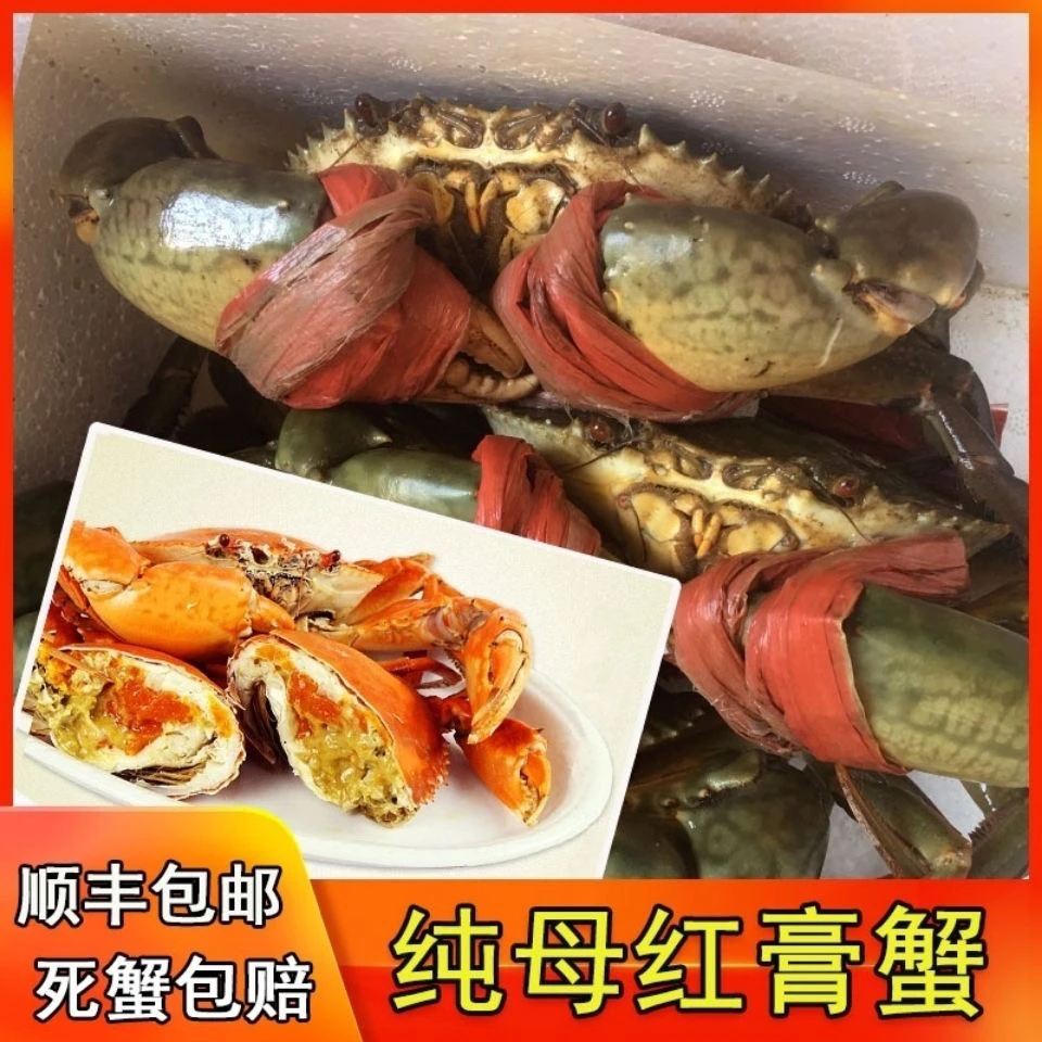 正宗福建青蟹红鲟海蟹东山岛红树林包新鲜活发特大青蟹礼盒空运