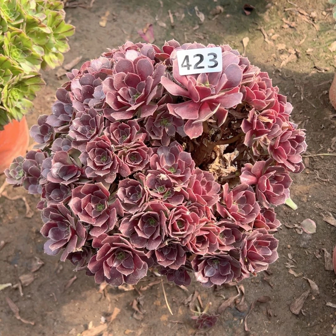 杆子有伤荷兰玫瑰朵朵423