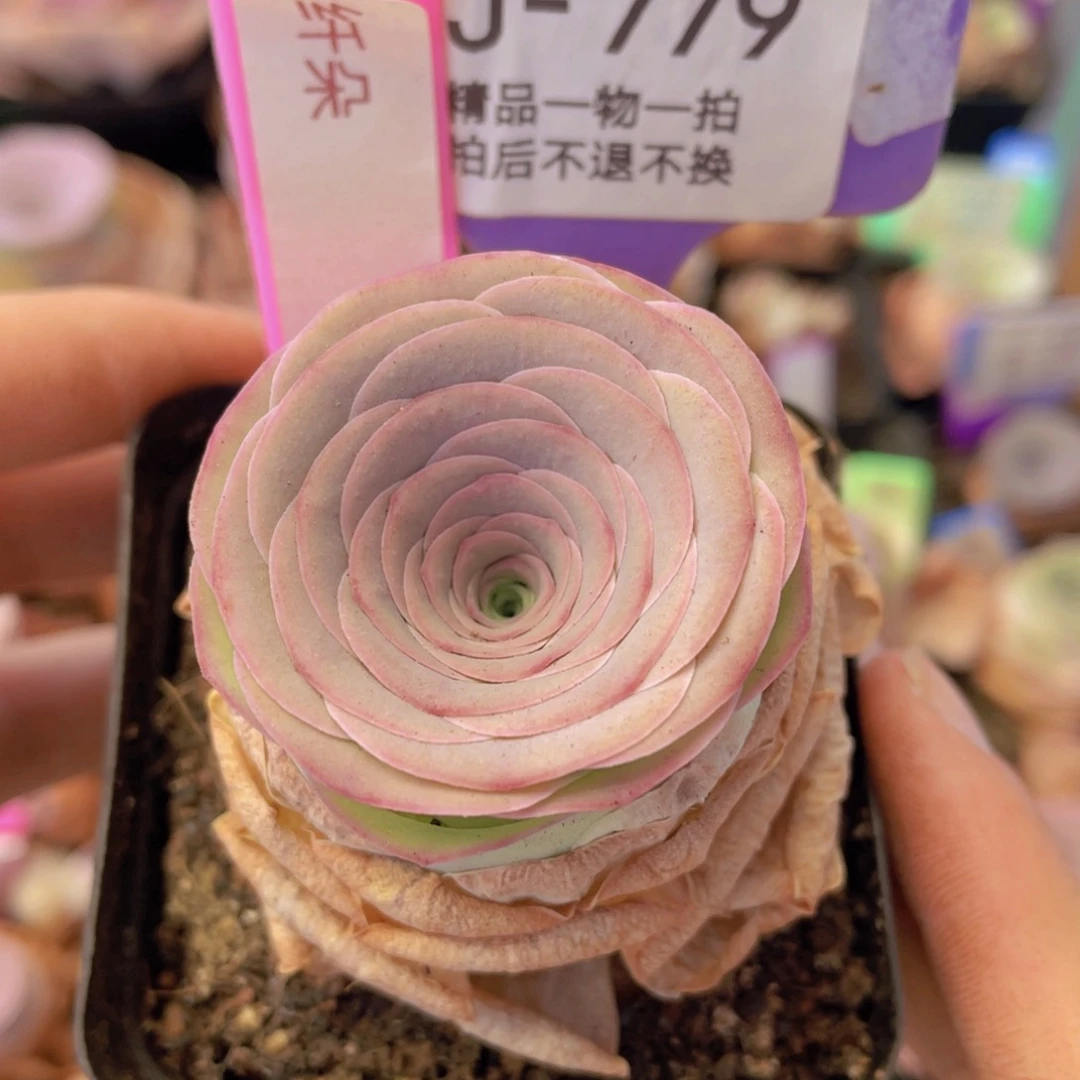 山地玫瑰纤朵J779