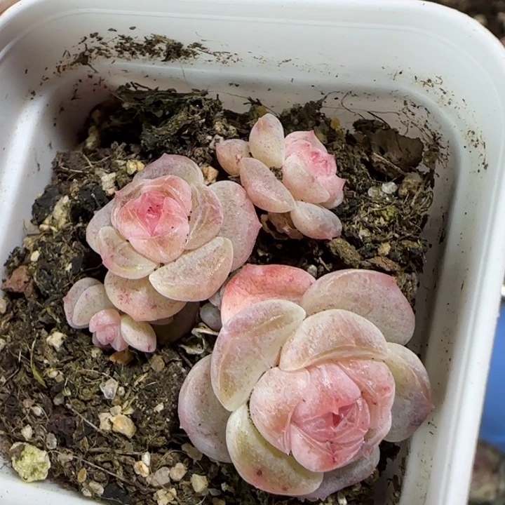 74号绝绝子多肉一颗