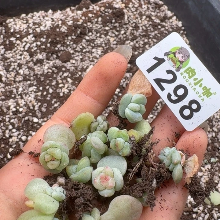 无花朵可*多肉植物多肉植物