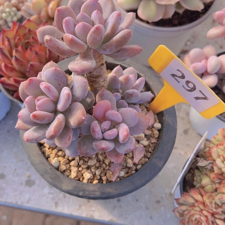 健健康康平平安安