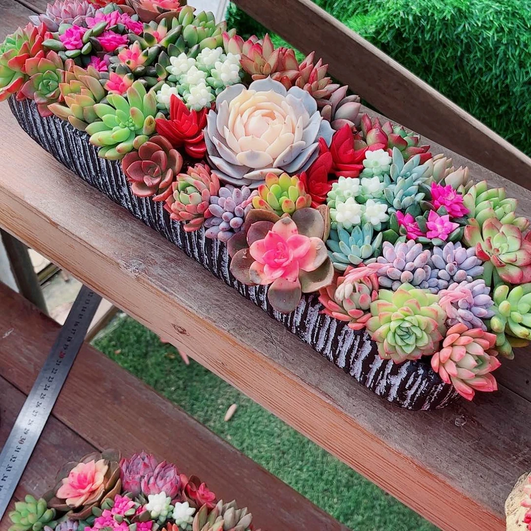 长条多肉植物组合