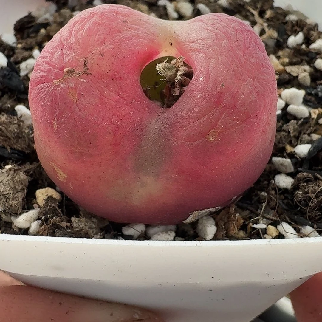 老马生石花大毛3.3，1047