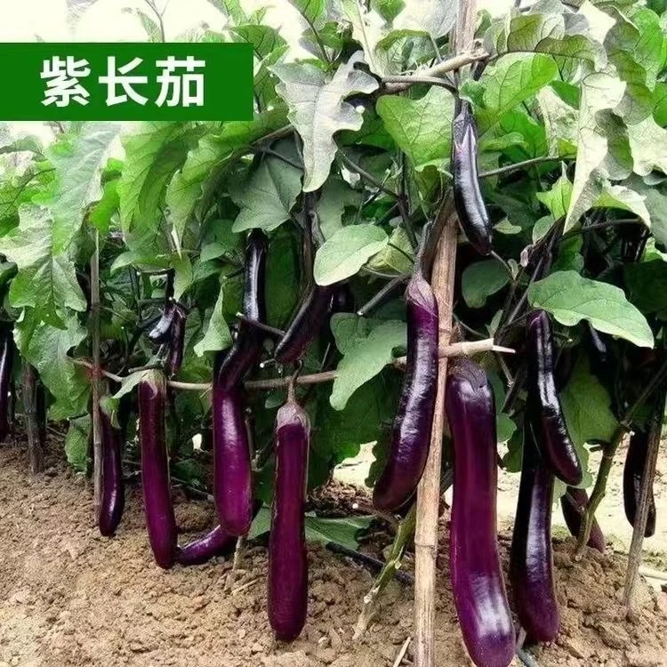 【茄子苗】紫长茄苗线茄子黑圆茄青茄子烧烤茄子带土壮苗盆栽地栽
